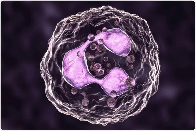 Neutrophil, a white blood cell, 3D illustration. Image Credit: Kateryna Kon / Shutterstock