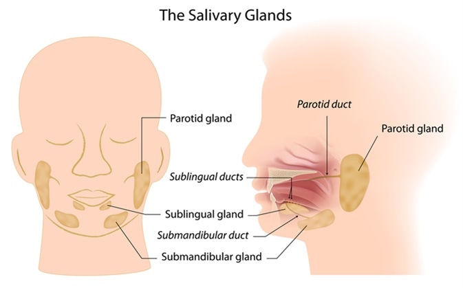 Salivary glands. Image Credit: Alila Medical Media / Shutterstock