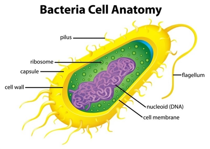 Illustration of the bacteria cell structure. Image Credit: BlueRingMedia / Shutterstock