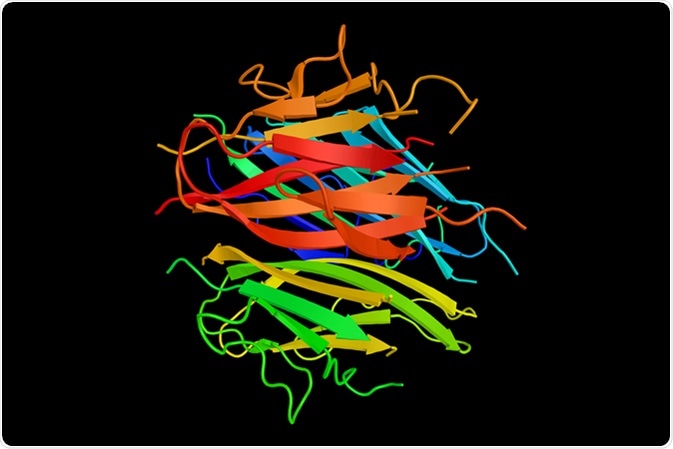 Adiponectin, a protein involved in regulating glucose levels as well as fatty acid breakdown. 3d structure. Image Credit: ibreakstock / Shutterstock