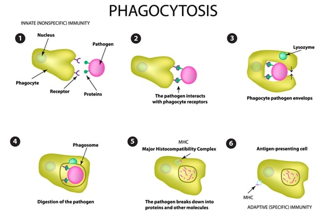 Phagocytosis. Image Credit: Timonina / Shutterstock