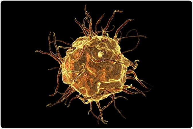 Macrophage cell isolated on black background, monocyte, close-up view of immune cell, 3D illustration. Image Credit: Kateryna Kon / Shutterstock