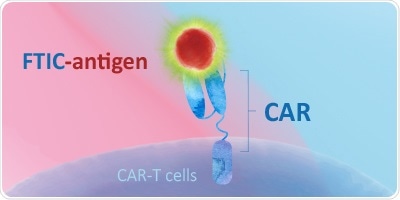 Evaluation of CAR Expression - Protein Solutions