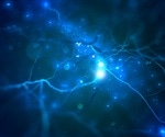 Scientists discover important hallmark of aging in neuronal cells