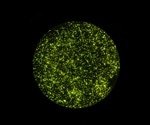 Using Fluorescence Microscopy to Study Bacteria