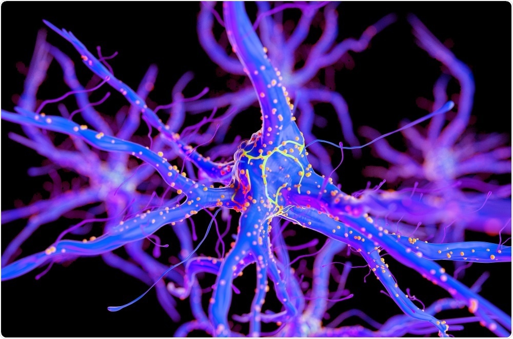 medically accurate neuron in the brain - By Sebastian Kaulitzki