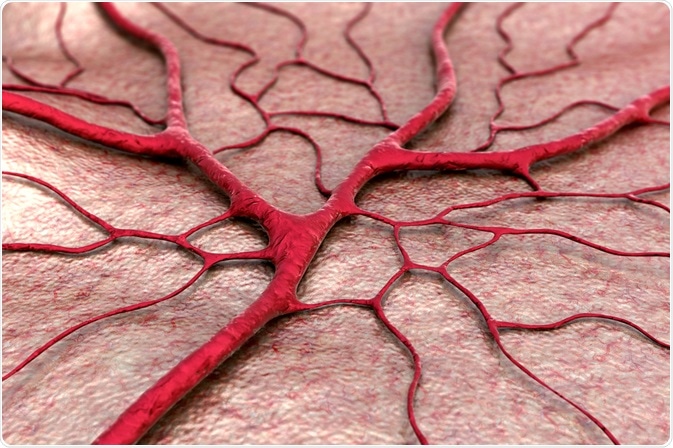 Blood vessels - healthy
