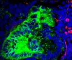 Brain and muscle cells found within kidney organoids