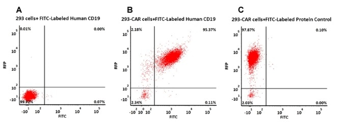 293 cells were transfected with anti-CD19-scFv and RFP tag. 2e5 of the cells were stained with B. FITC-Labeled Human CD19 (20-291) (Cat. No. CD9-HF2H2, 10 µg/ml) and C. FITC-labeled protein control. A. Non-transfected 293 cells and C. FITC-labeled protein control were used as negative control. RFP was used to evaluate CAR (anti-CD19-scFv) expression and FITC was used to evaluate the binding activity of FITC-labeled Human CD19 (20-291) (Cat. No. CD9-HF2H2).