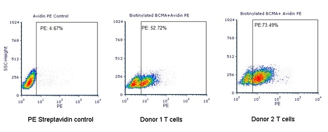 Human T cells were transfected with anti-BCMA CAR and cultured for three days. Three days post-transfection, 1e6 cells were first incubated with 50 µl biotinylated human BCMA protein (Cat. No. BC7-H82F0, 8 µg/ml), washed and then stained with PE Streptavidin and analyzed by flow cytometry. (Data are kindly provided by PREGENE Biopharma)