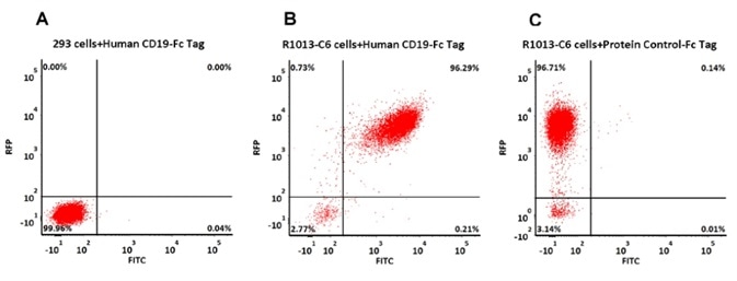 293 cells were transfected with FMC63-scFv and RFP tag. 2e5 of the cells were first stained with B. Human CD19 (20-291) Protein, Fc Tag, low endotoxin (Super affinity) (Cat. No. CD9-H5251, 3 µg/ml) and C. Human Fc Tag Protein Control, followed by FITC-conjugated Anti-human IgG Fc Antibody. A. Non-transfected 293 cells and C. Human Fc Tag Protein Control were used as negative control. RFP was used to evaluate CAR (anti-CD19-scFv) expression and FITC was used to evaluate the binding activity of Human CD19 (20-291) Protein, Fc Tag, low endotoxin (Super affinity) (Cat. No. CD9-H5251).