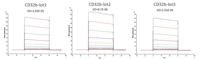 Immobilized Human Fc gamma RIIB/CD32b Protein (Cat. No. CDB-H5228) on CM5 Chip via anti-His antibody, can bind Rituximab with an affinity constant of 10 μM as determined in a SPR assay (Biacore T200).
