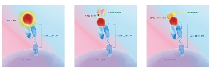 High-Affinity CD19 for CAR-T Cell Therapy