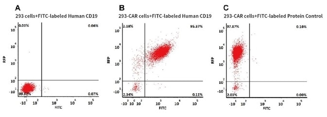 293 cells were transfected with anti-CD19-scFv and RFP tag. 2e5 of the cells were stained with B. FITC-labeled Human CD19 (20-291) (Cat. No. CD9-HF2H2, 10 µg/ml) and C. FITC-labeled protein control. A. Non-transfected 293 cells and C. FITC-labeled protein control were used as negative control. RFP was used to evaluate CAR (anti-CD19-scFv) expression and FITC was used to evaluate the binding activity of FITC-labeled Human CD19 (20-291) (Cat. No. CD9-HF2H2).