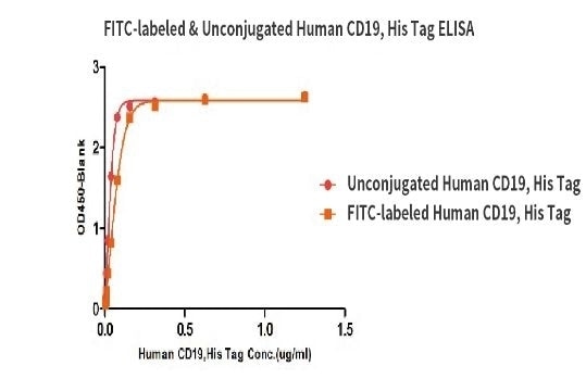 Binding activity of the Human CD19, His Tag before and after FITC labeling were evaluated in the above ELISA analysis. The result showed that the FITC-labeled and Unconjugated Human CD19, His Tag have almost the same binding activity.