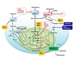 Examining Amino Acids in Neuroscience and Cancer Metabolism Research