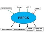 Measuring Phosphoenolpyruvate Carboxykinase (PEPCK) Activity