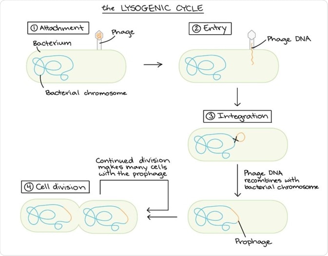 Lysogenic cycle
