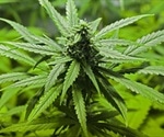 Researchers find cognitive changes in offspring of rats exposed to high cannabis concentrations