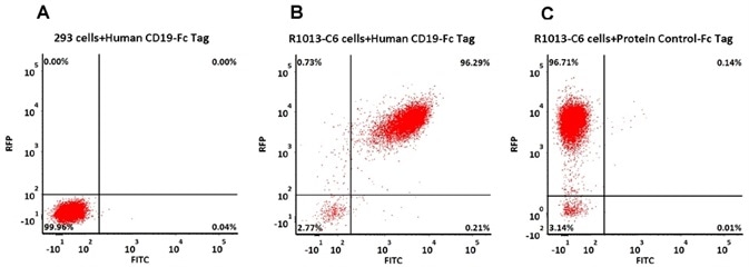 293 cells were transfected with FMC63-scFv and RFP tag. 2e5 of the cells were first stained with B. Human CD19 (20-291) Protein, Fc Tag, low endotoxin (Super affinity) (Cat. No. CD9-H5251 , 3 µg/ml) and C. Human Fc Tag Protein Control, followed by FITC-conjugated Anti-human IgG Fc Antibody. A. Non-transfected 293 cells and C. Human Fc Tag Protein Control were used as negative control. RFP was used to evaluate CAR (anti-CD19-scFv) expression and FITC was used to evaluate the binding activity of Human CD19 (20-291) Protein, Fc Tag, low endotoxin (Super affinity) (Cat. No. CD9-H5251).