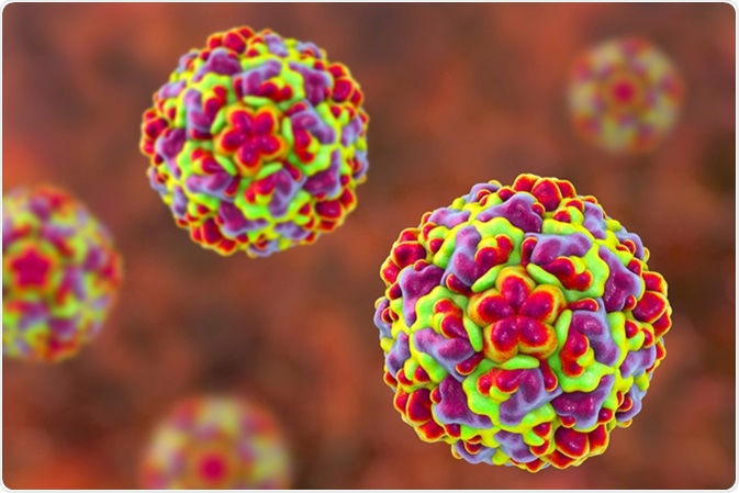 Molecular model of rhinovirus, the virus that causes common cold and rhinitis, 3D illustration. Image Credit: Kateryna Kon / Shutterstock