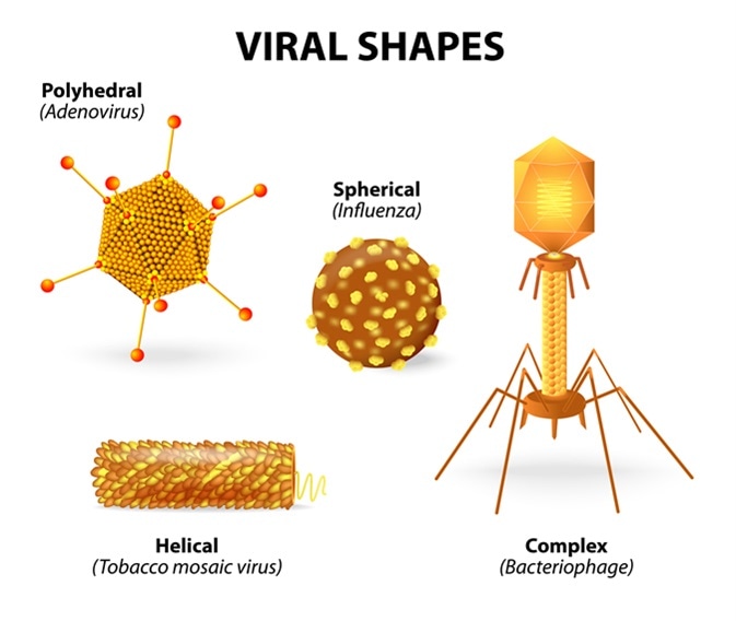 Vector illustration showing that there are many different shapes and sizes of viruses. Image Credit: Designua / Shutterstock
