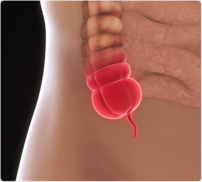 Appendix Illustration. 3D rendering. Image Credit: Nerthuz / Shutterstock
