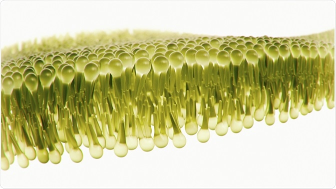 Human lipid bilayer - 3D Rendering. Image Credit: Crevis / Shutterstock
