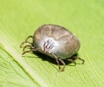CDC investigating fast-multiplying Asian Longhorned tick