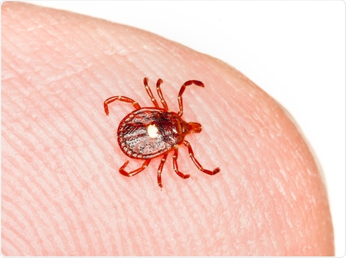 Close up of lone star or seed tick. Image Credit: Steve Heap / Shutterstock