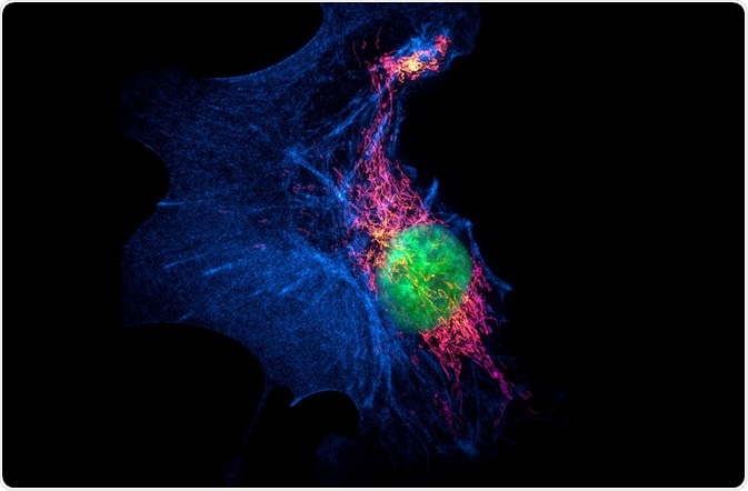 Image of fluorescently labeled cell using super-resolution microscopy By Micha Weber