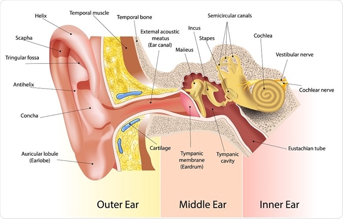Detailed diagram of the ear, showing the three compartments - By SVETLANA VERBINSKAYA