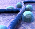 Subset of immune B cells delays onset of type 1 diabetes in animal model