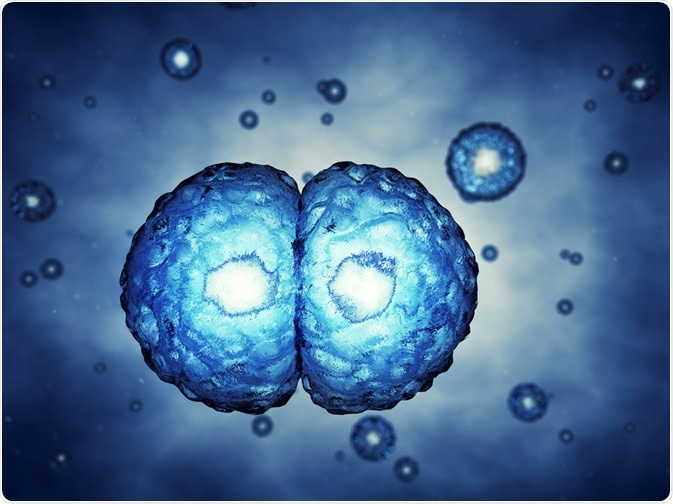 stem cells undergoing mitosis - illustration by nobeastsofierce