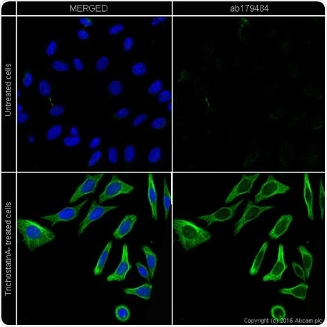 Acetylation detection: Immunocytochemistry of formaldehyde-fixed HeLa cells stained with anti-alpha tubulin (acetyl K40) antibody [EPR16772] (ab179484). Positive control - Cell treatment with trichostatin A (ab120850), a potent deacetylase inhibitor. Nuclear DNA was labeled with DAPI (shown in blue). Click here to view the full datasheet for ab179484. 10 µl trial size available.