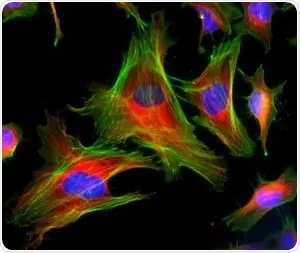 HeLa cells were stained with mouse anti-tubulin followed with a fluorescent red Goat Anti-Mouse IgG, actin filaments were stained with CytoPainter Phalloidin-iFluor 488 Reagent (ab176753), and nuclei were stained with Hoechst 33342.