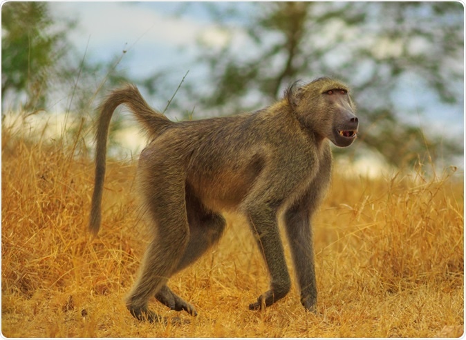 Male of Chacma Baboon species Papio ursinus. Image Credit: Benny Marty / Shutterstock