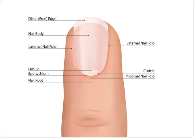 Anatomy of the fingernail - By Yoko Design