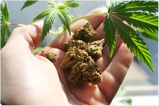 Marijuana. Image Credit: ShutterstockProfessional / Shutterstock