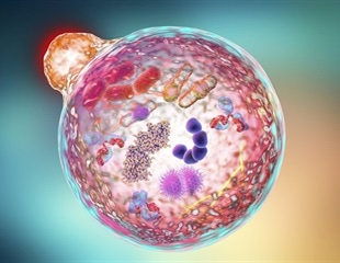 Study reveals the role of autophagy in competitive elimination of cancer cells