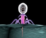 Researchers discover how phage resistance helps drive the emergence of dominant Salmonella strains