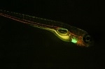 Green-Fluorescent Transgenic Zebrafish Heart Beating