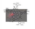 Japanese scientists synthesize water-soluble warped nanographene