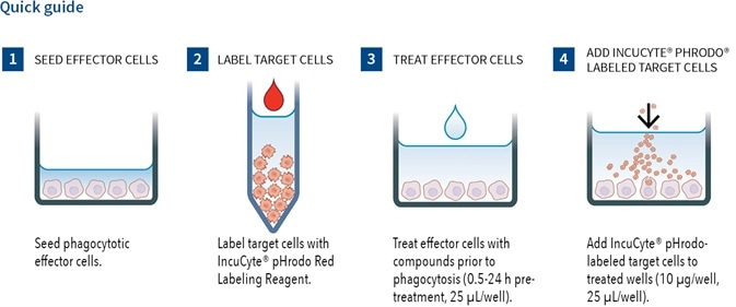 Cell proliferation assays