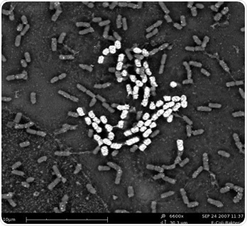 SEM image of E-Coli bacteria.
