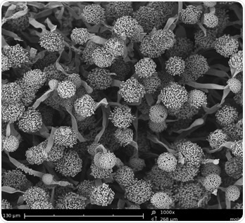 SEM image of Aspergillus niger spores found in coffee.