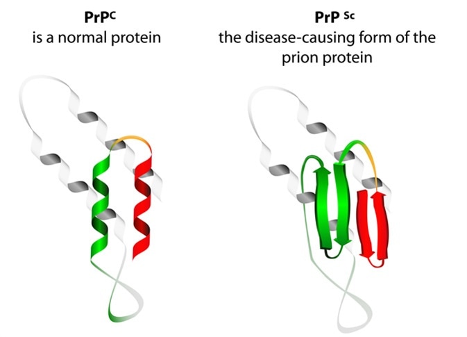 Prion an composed of protein in a misfolded form . Prions are responsible for the transmissible mad cow disease. All known prion diseases are currently untreatable and fatal. Image Credit: Designua / Shutterstock