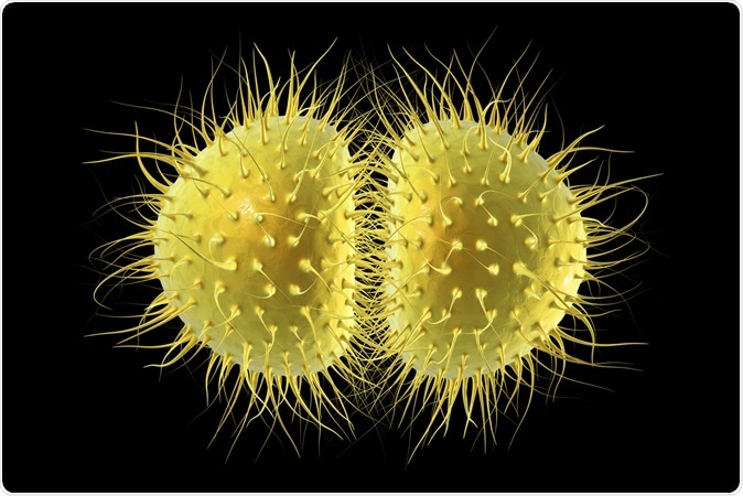 Bacteria Neisseria 3D illustration. Image Credit: Kateryna Kon / Shutterstock