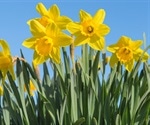 Daffodils may hold secrets of cancer cure