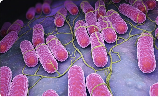 Culture of Salmonella bacteria. 3D illustration. Image Credit: Tatiana Shepeleva / Shutterstock